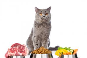 Налаживаем питание для своей кошки